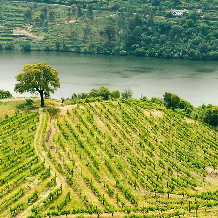 Hotel Douro Palace & Santa Cruz do Douro