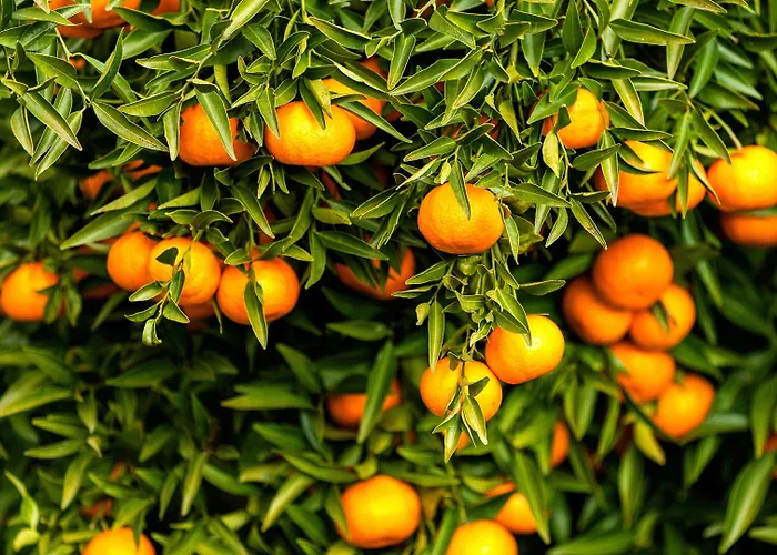 Hotel Douro Palace & Santa Cruz do Douro